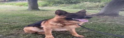 German Shepherd dogs for sale: Outstanding KC Registered German Shepherd Puppies in Newcastle upon Tyne - Advert 10