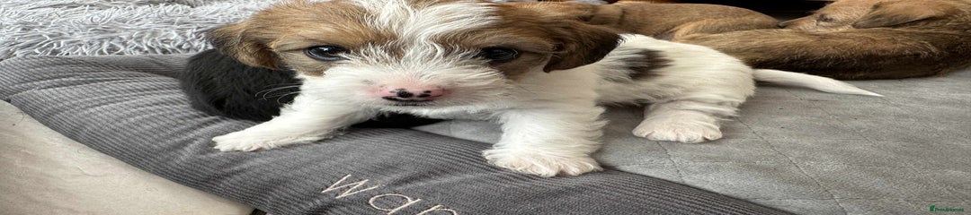 Chester