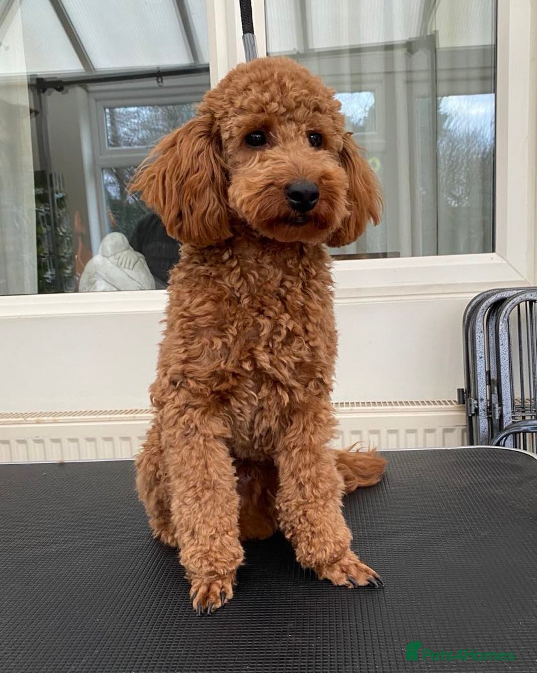 Miniature Poodle dogs for stud: Beautifull K.C Reg Health tested Miniature Poodle in Attleborough - Advert 1