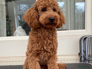 Miniature Poodle dogs in Attleborough - Advert 6