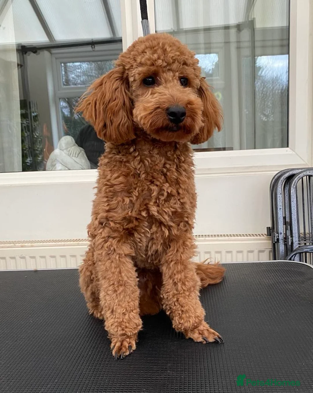 Miniature Poodle dogs for stud: Beautifull K.C Reg Health tested Miniature Poodle in Attleborough - Advert 1