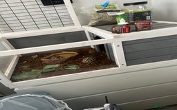 Tortoise reptiles for sale: 2 Hermann tortoises plus enclosure for sale - Image 1