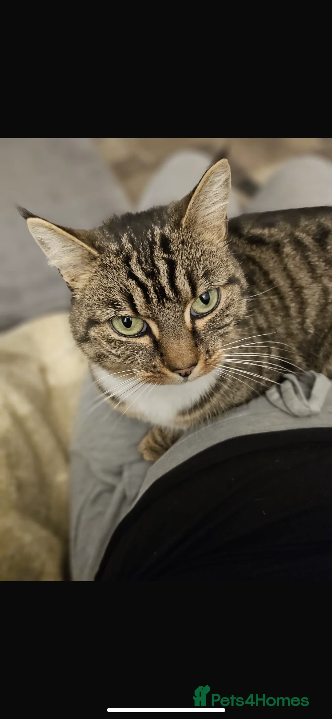 Mixed Breed cats for sale: Millie 4 year old tabby  - Advert 3