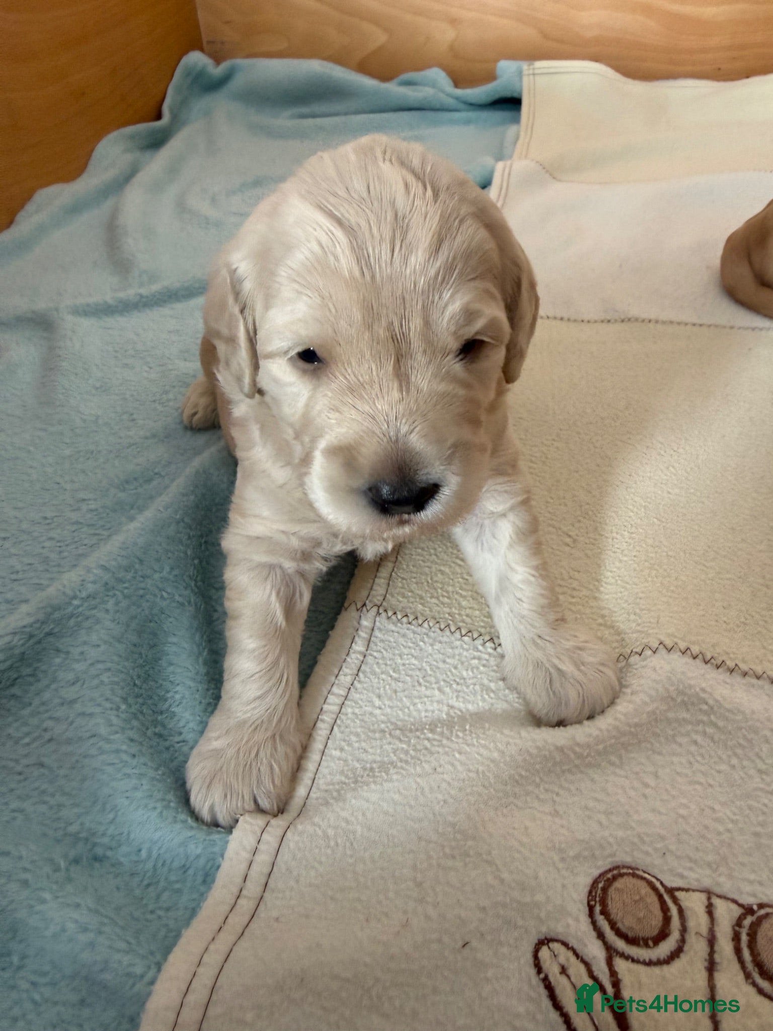 Mixed Breed dogs Multigeneration Cream/Apricot Double Doodles  - Advert 1