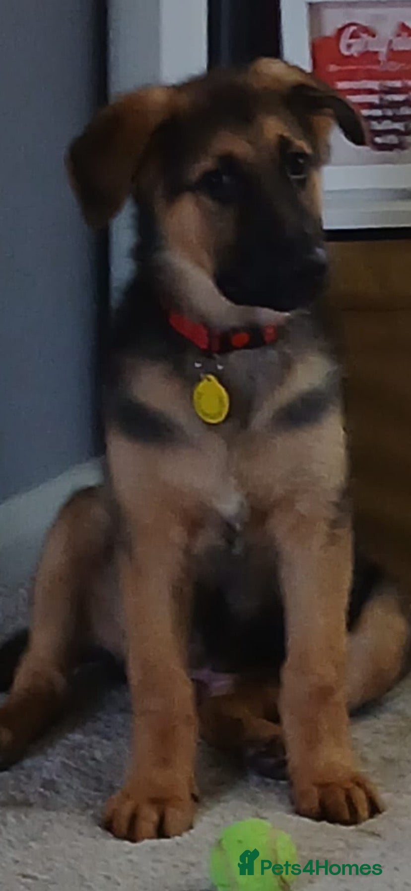 German Shepherd dogs Special Home Needed  - Advert 6