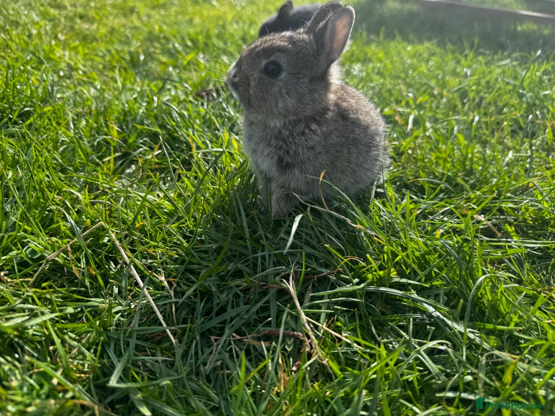 Mixed Breed rabbits for sale: Baby bunnies for sale - Advert 2