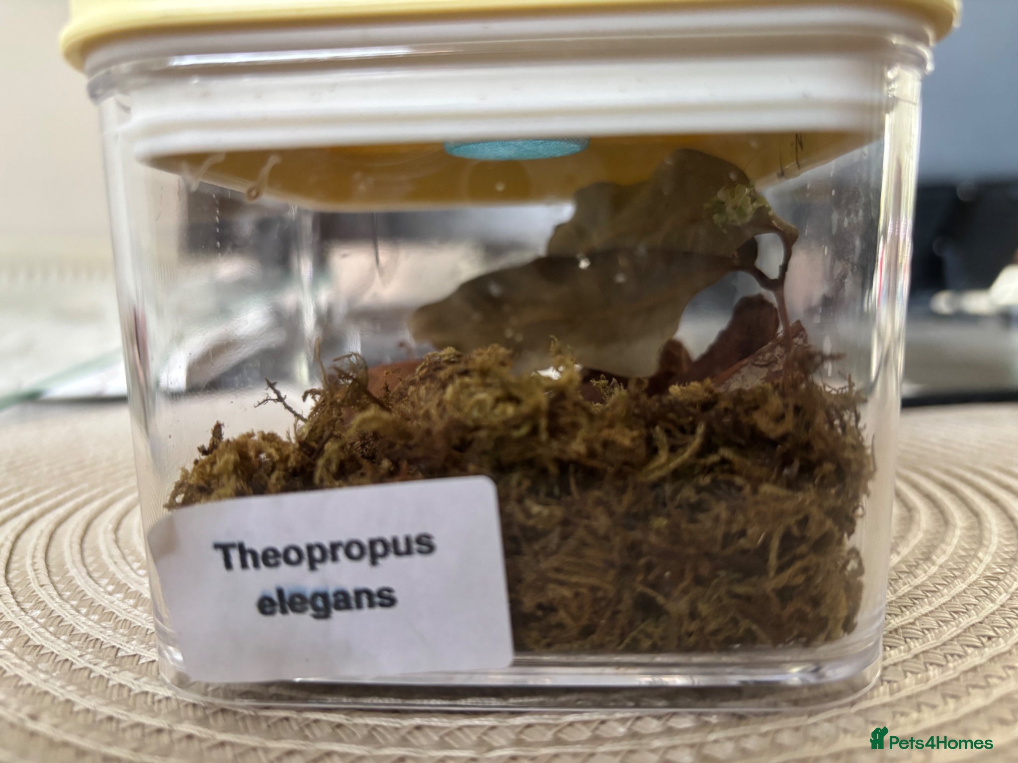 Praying Mantis invertebrates Praying Mantis - 5 different breeds - Advert 1