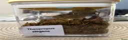 Praying Mantis invertebrates for sale: Praying Mantis - 5 different breeds in Stafford - Advert 1