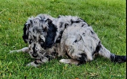 Mini Goldendoodle dogs for sale: STUNNING F1 GOLDENDOODLE MERLE BITCH PUP - Image 2