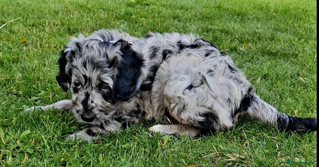 Mini Goldendoodle dogs for sale: STUNNING F1 GOLDENDOODLE MERLE BITCH PUP - Image 2