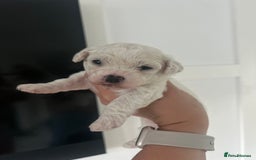 Bichon Frise dogs for sale: Beautiful Bichon frise puppies  in West Drayton - Image 7