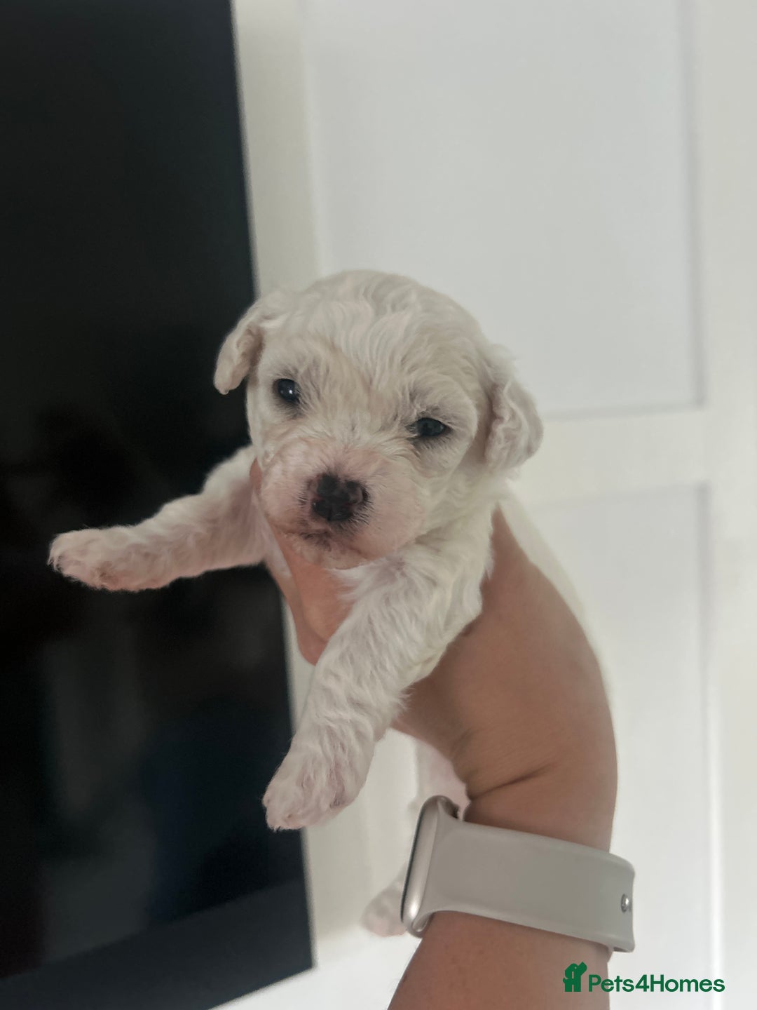 Bichon Frise dogs for sale: Beautiful Bichon frise puppies  in West Drayton - Image 7
