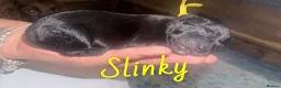 Mixed Breed dogs for sale: Cockerbulls in Swaffham - Advert 5