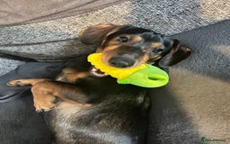 Dachshund dogs for sale: Male Dachshund  - Image 2