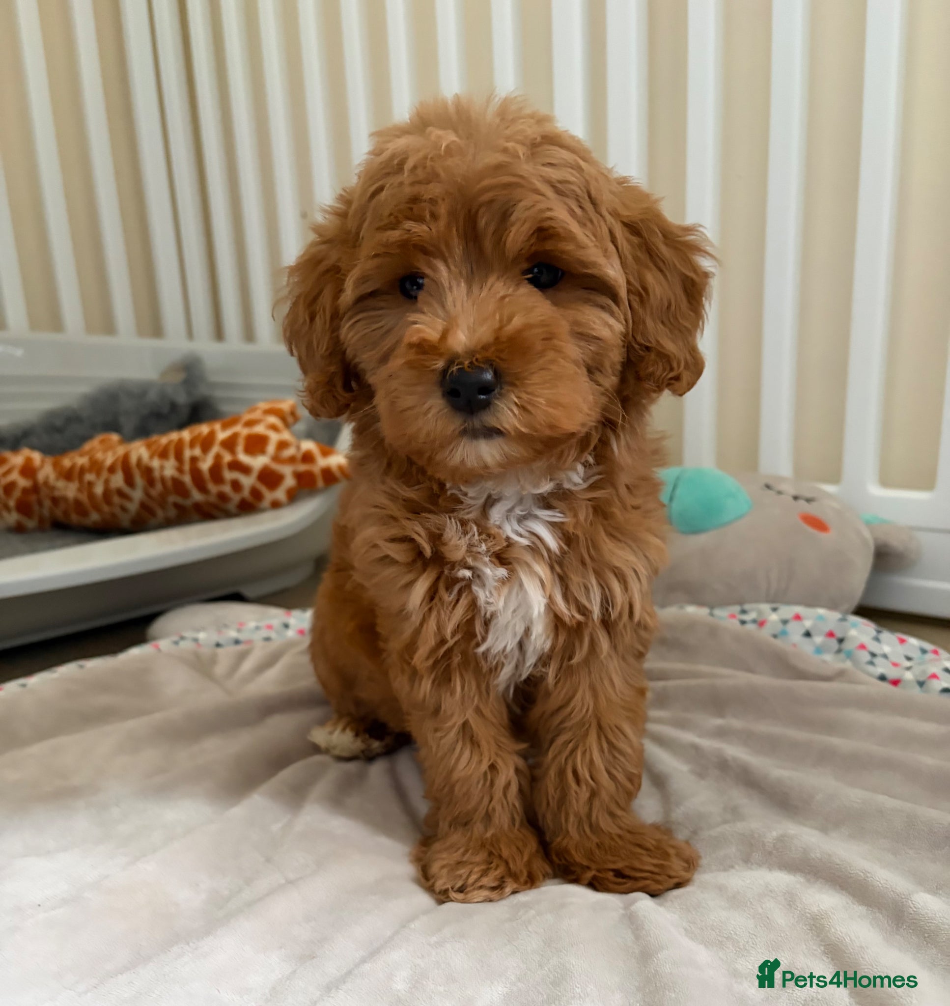 Cockapoo dogs Toy poodle/cockapoo puppies Health tested  - Advert 5