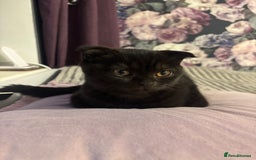 Scottish Fold cats for sale: Stunning Scottish fold and straight kittens - Image 13