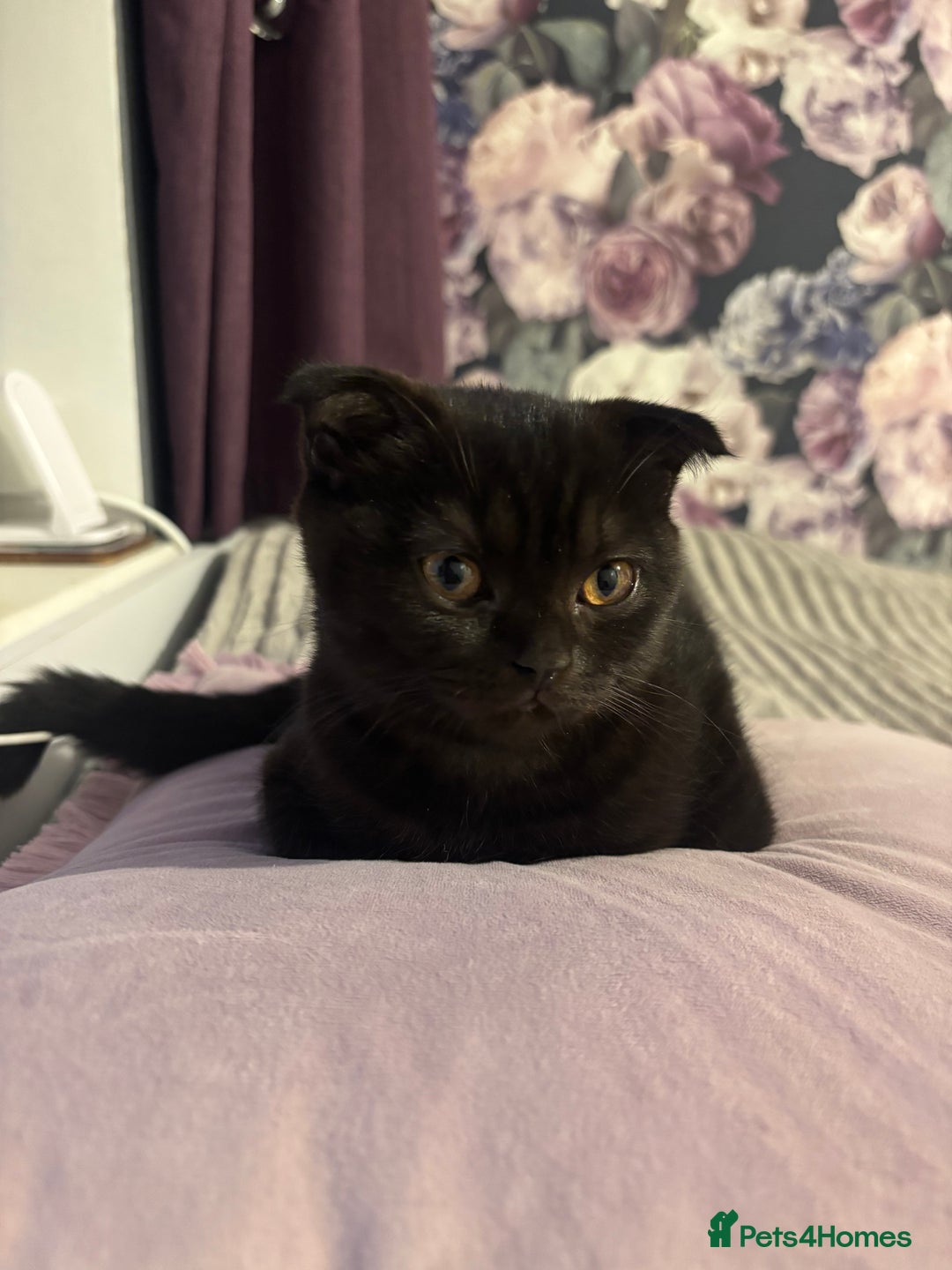 Scottish Fold cats for sale: Stunning Scottish fold and straight kittens - Image 13