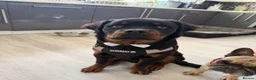 Rottweiler dogs for sale: Mr Rolex  in Bristol - Advert 2
