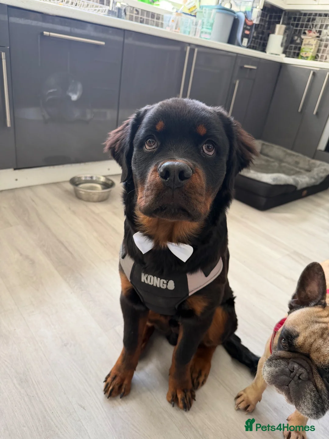 Rottweiler dogs for sale: Mr Rolex  in Bristol - Advert 2
