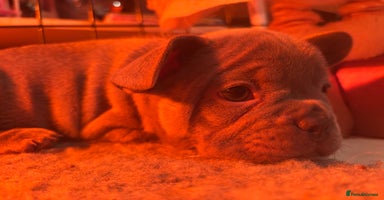 French Bulldog dogs - Advert 2