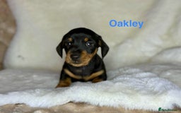 Miniature Dachshund dogs for sale: PRA clear super looking puppies - Image 3