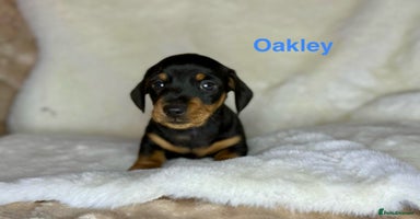 Miniature Dachshund dogs - Advert 4