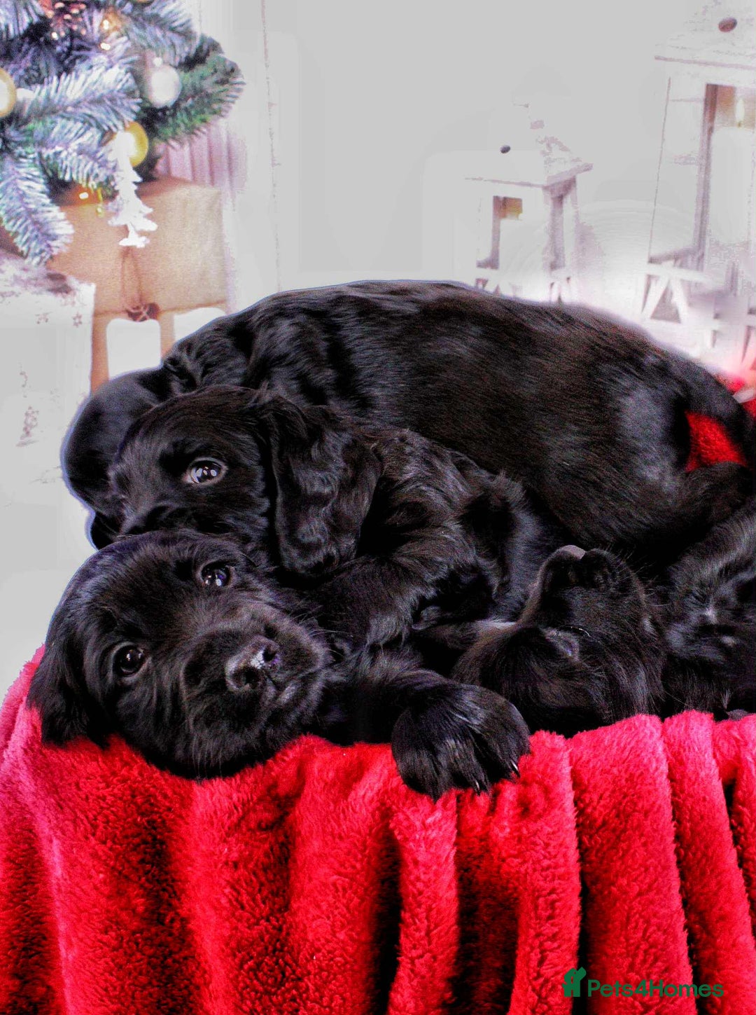 Cocker Spaniel dogs for sale: Cocker spaniel (working) - Advert 1