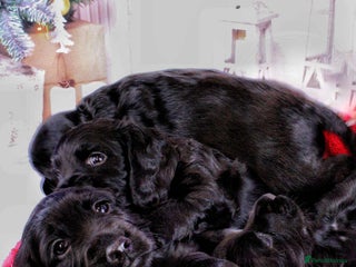 Cocker Spaniel dogs Cocker spaniel (working) - Advert 2