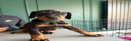 Dobermann dogs for sale: 2 LEFT,READY NOW,BEAUTIFUL DOBERMAN PUPPIES - Advert 30