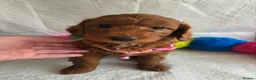 Irish Doodle dogs for sale: 👑Superb Rare Toy/Mini Deepest Red Irish Doodles👑 - Advert 17