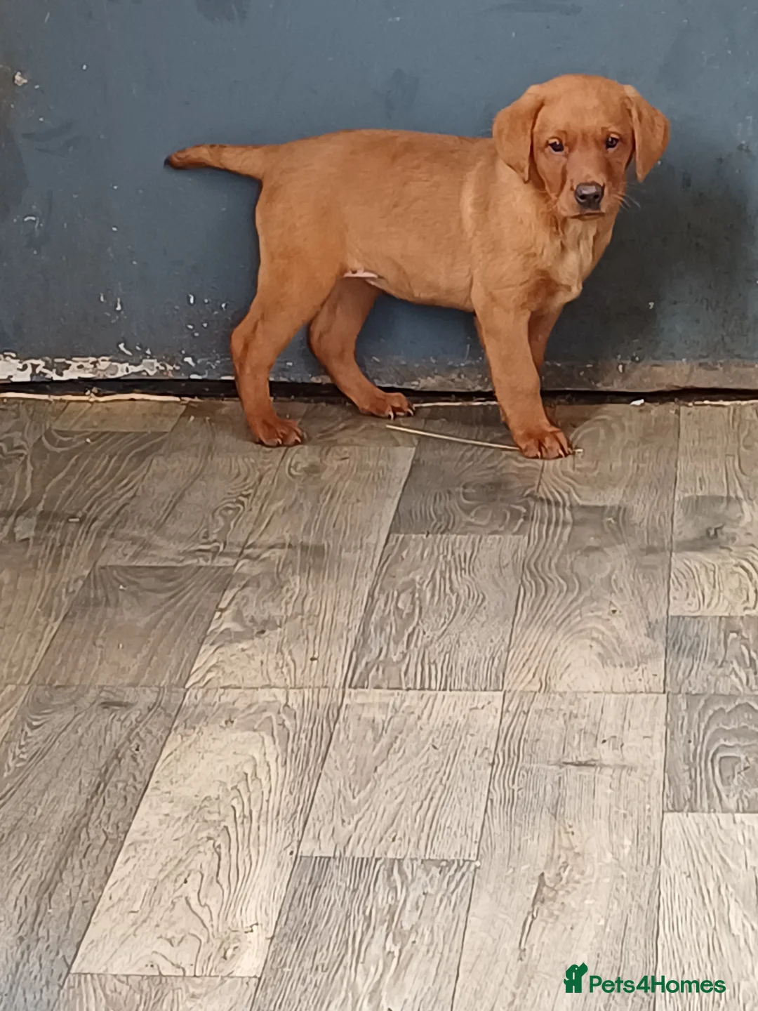 Labrador Retriever dogs for sale: LABRADOR PUPPIES - FOX RED - Advert 18
