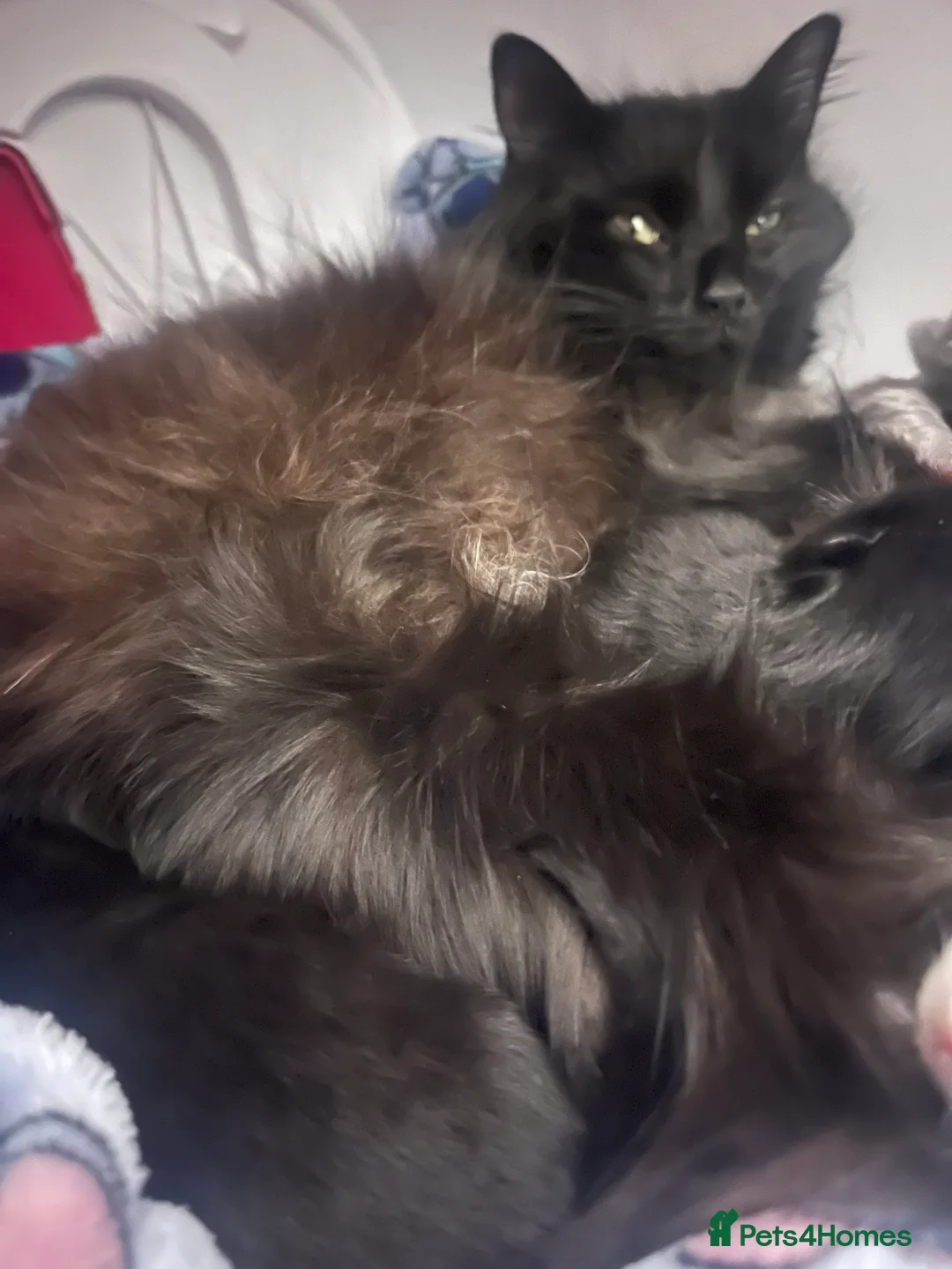 Mixed Breed cats for sale: Amber Bengal X shorthaired Black kittens in Cambridge - Advert 32