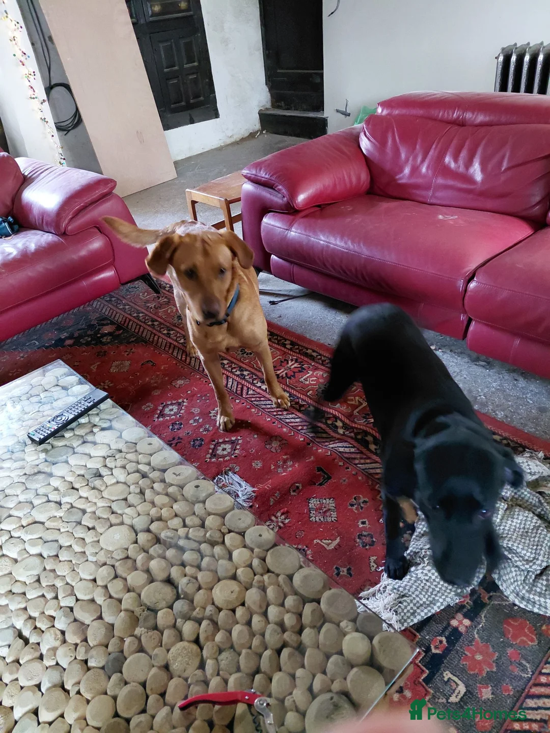 Labrador Retriever dogs for sale: Red fox and black lab retriever puppies. - Advert 2
