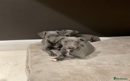 Whippet dogs for sale: 6 gorgeous blue whippet puppies  - Image 16