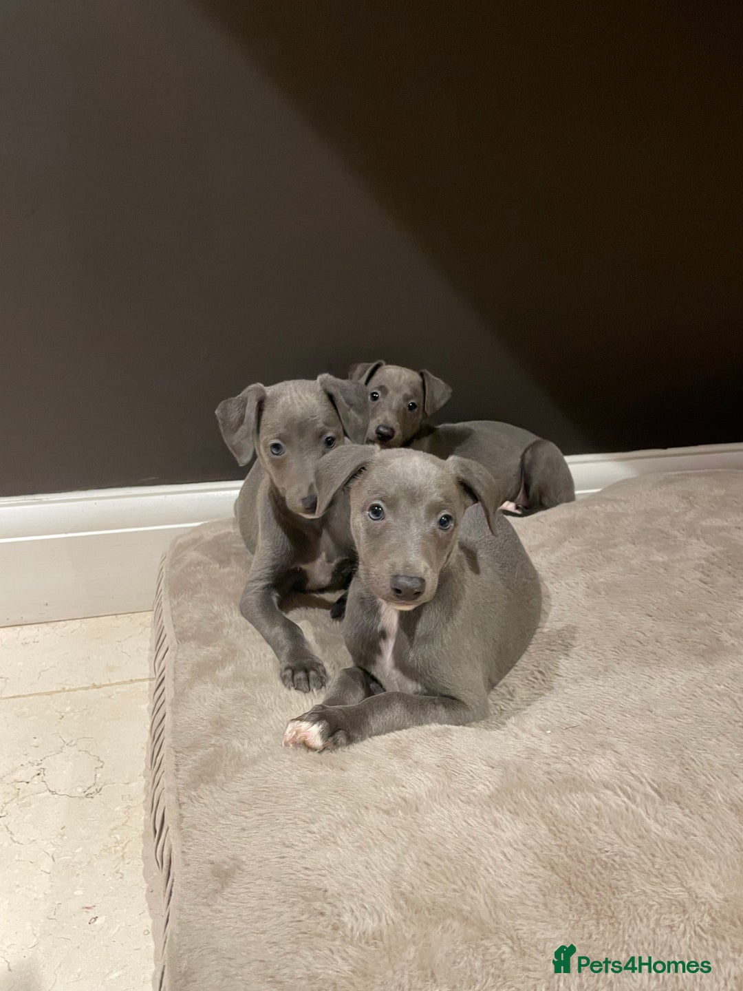 Whippet dogs for sale: 6 gorgeous blue whippet puppies  - Image 16