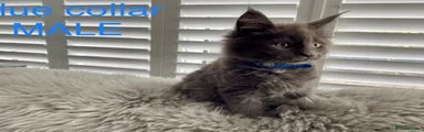 Blue collar Maine Coon Kitten