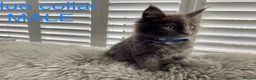 Maine Coon cats for sale: Bundles of fluff,  Maine Coon kittens  - Advert 15