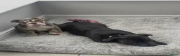 Staffordshire Bull Terrier dogs for sale: Outstanding blue Staffordshire pups KC reg 💙💕 - Advert 12