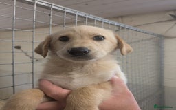 Mixed Breed dogs for sale: Gorgeous Sheprador Puppies  - Image 8