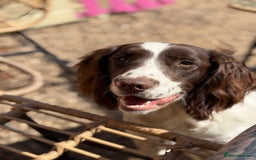 English Springer Spaniel dogs for stud: English springer for stud in Gainsborough - Image 3