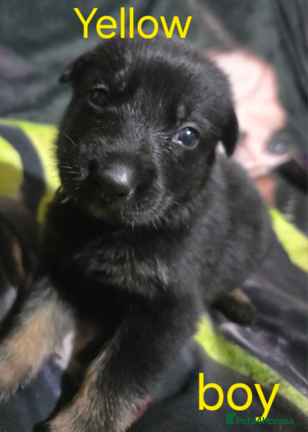 German Shepherd dogs for sale: Black german shepherds  - Advert 2