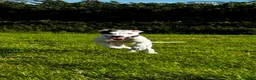 Lurcher dogs for sale: Bull greyhound pups - Advert 3