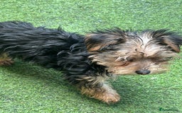 Yorkshire Terrier dogs for sale: Yorkshire terriers 1 boy 3 girls - Image 8