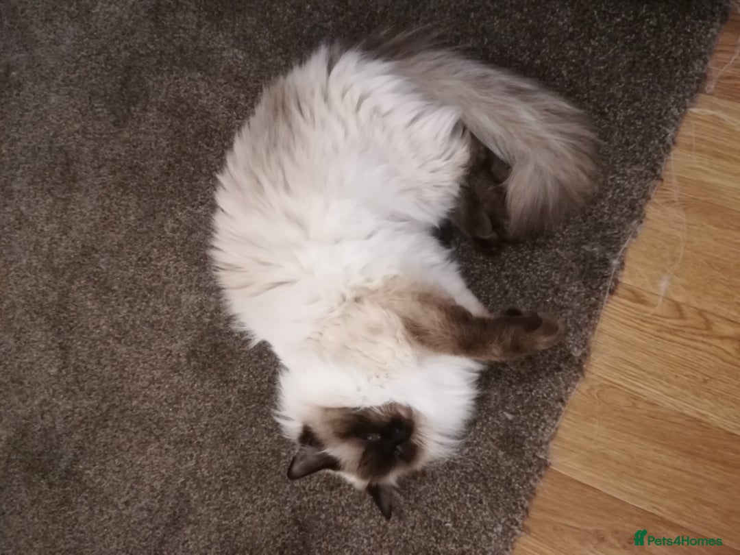 Ragdoll cats for sale: Blue Point Ragdoll Kitten female - Image 8