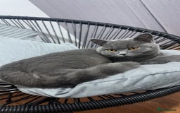 British Shorthair cats for sale: Cat/Kitten British ShortHair WellTrained Friendly  - Image 1