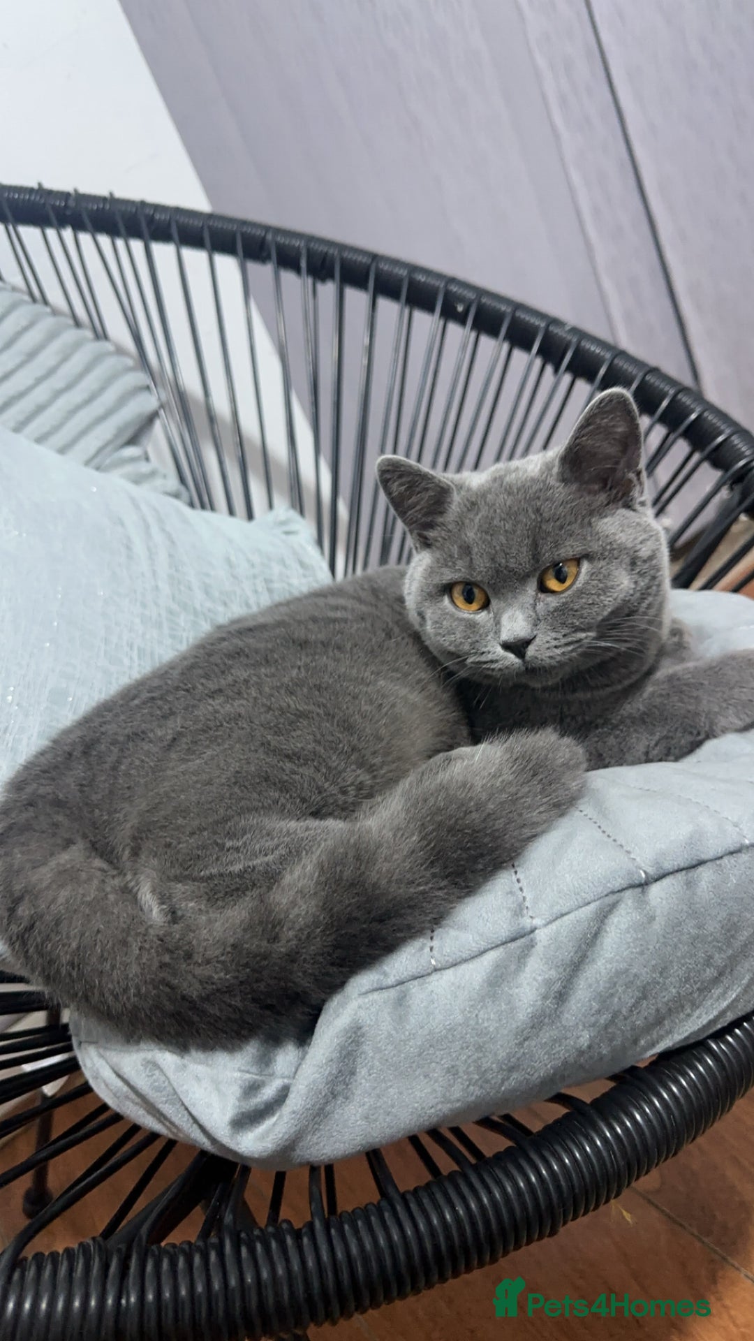 British Shorthair cats for sale: Cat/Kitten British ShortHair WellTrained Friendly  - Image 1