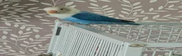 Lovebirds birds for sale: Male love bird  - Advert 3