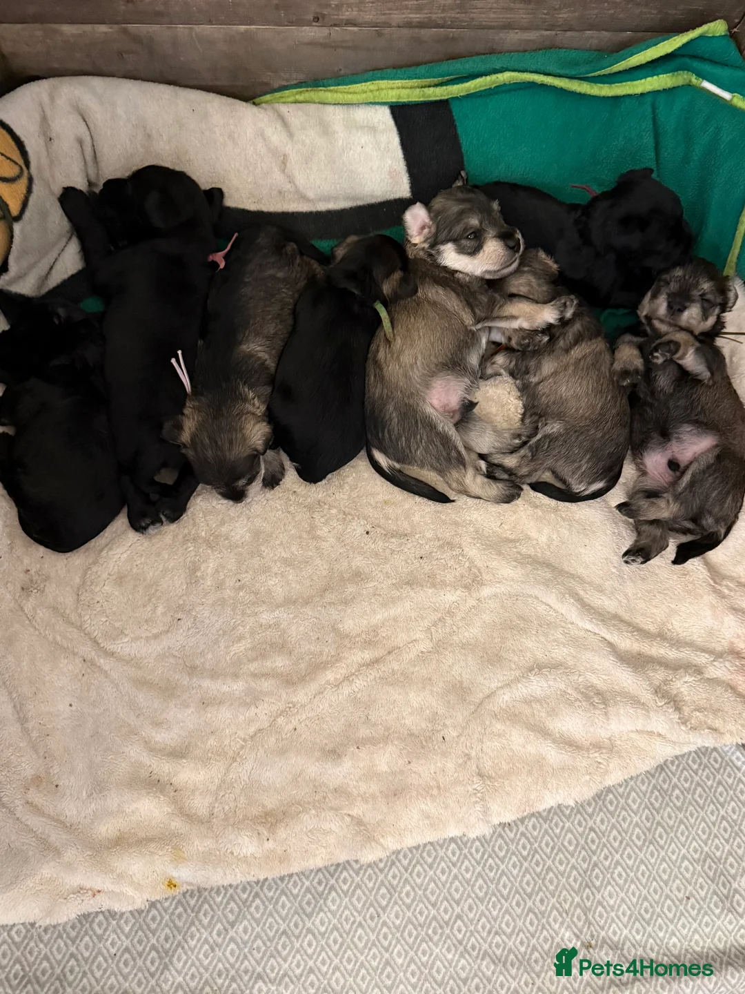 Miniature Schnauzer dogs for sale: Beautiful KC Registered Miniature Schnauzer - Advert 1