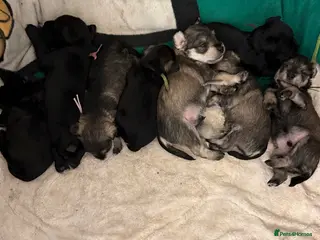 Miniature Schnauzer dogs Beautiful KC Registered Miniature Schnauzer - Advert 3