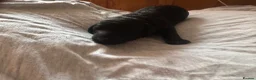 Toy Poodle dogs for sale: Beautiful tiny toy poodle puppies  - Advert 3
